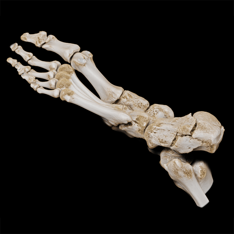 Foot